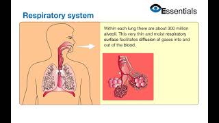 Essentials Video Animation - Respiratory System