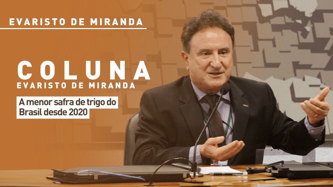 Evaristo de Miranda: a menor safra de trigo do Brasil desde 2020