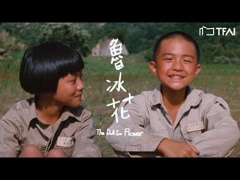 魯冰花（數位修復版） 預告片縮圖