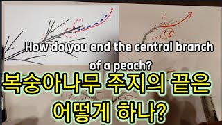 복숭아나무 주지 끝은 어떻게 하나? How do you end the central branch of a p…