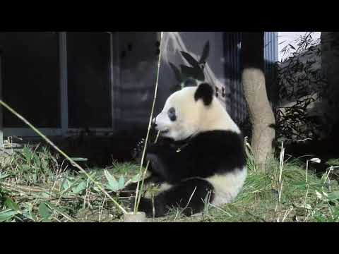 シャンシャン561日齢（1）2018年12月25日撮影