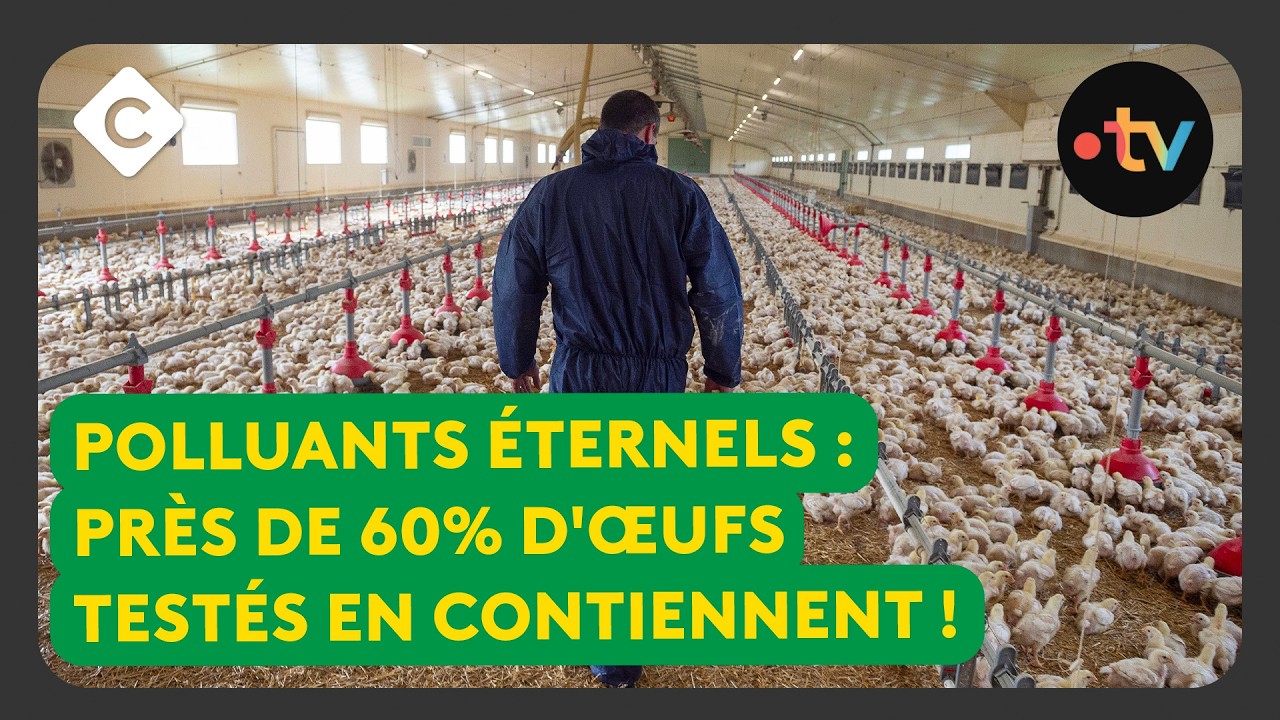 PFAS : faut-il arrêter de manger des oeufs ?