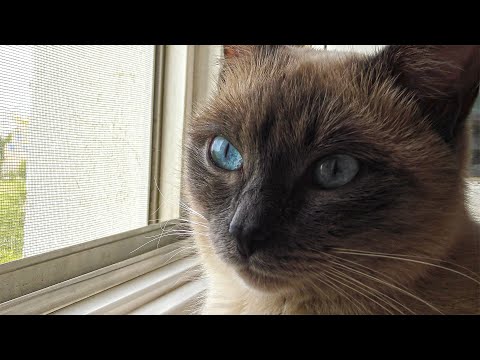 Relaxed Cat Sitting on a Window Sill