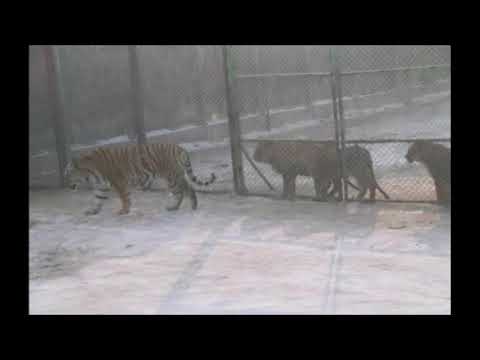 Tiger vs Lion - Tiger always beat the Lion in Rome Account.