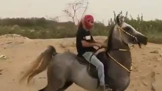 Arabian Horses- Arabian track-Horse
