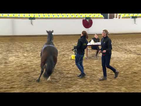 Freilaufwettbewerb Abt. Reitponys - Kat.-Nr. 24 Wallach von Noah de Luxe/Dance Star AT