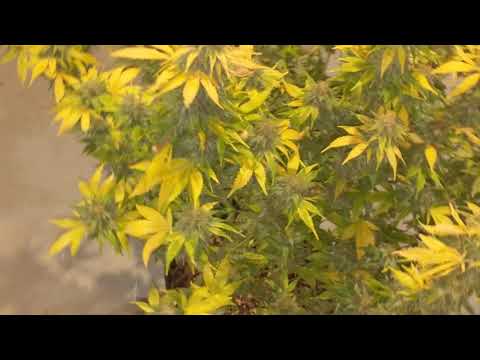 Week 8 Flowering - Kali Mist