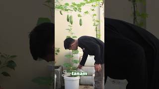 Download lagu The soil becomes fertile ‼️Making compost from organic waste mp3 Download lagu The soil becomes fertile ‼️Making compost from organic waste mp3