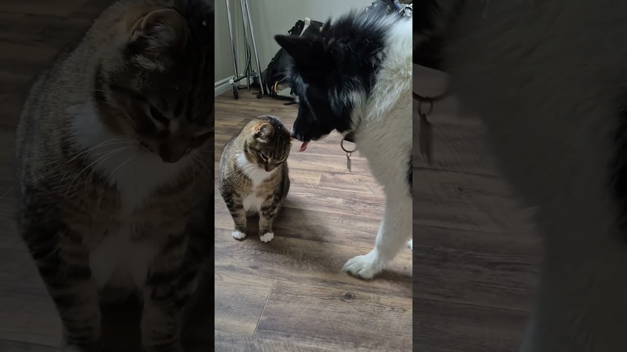 Enlarge Pongo, an adopted mixed breed in Hamilton, ON video 2/5