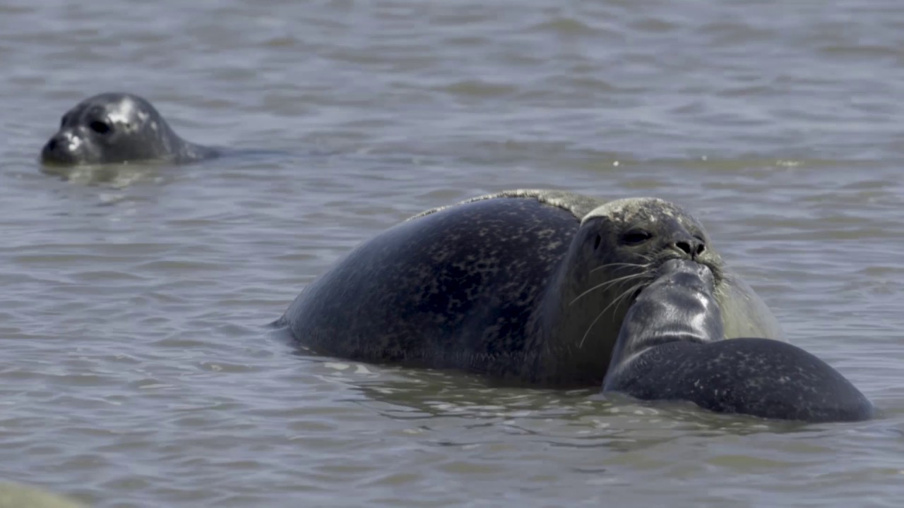 Het bijzondere gedrag van zeehonden moeders en pups