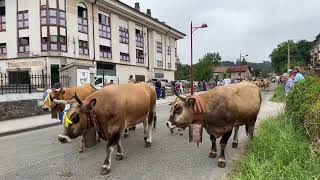 ‼ More than 1,400 animals take to the streets of Ampuero ‼