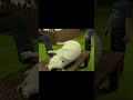 He Thought The Pig Liked Him Pig Boy Fyp