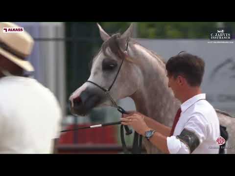 N.65 D NAJLAH - GCAT Valkenswaard 2024 - Junior Fillies Section B (Class 2B)