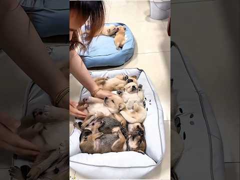 Мама подарила безопасный дом маленьким щенкам, которые спали совсем одни! 😍🏠✨🐶🥺❤️