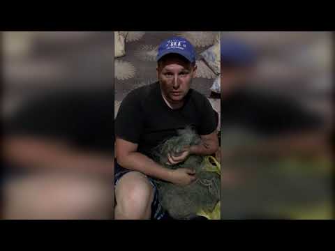 Рыба пьяная
