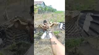 Download lagu Burung Cabak |kholiqperkutut mp3 Download lagu Burung Cabak |kholiqperkutut mp3