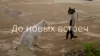 Приколы. ТОП Эти смешные животные. Ржач.
