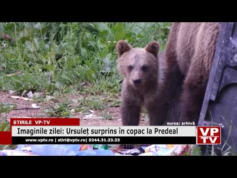 Ursuleț surprins în copac la Predeal