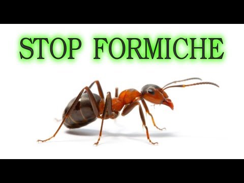 , title : 'Stop alle formiche per sempre, in modo naturale e a costo zero ( o quasi), ants, fourmis, hormigas'