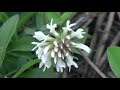 NATURE Video 33 Minutes Of Amazing Beautiful Flowers And Plants In HD Format Uncut Natural Form
