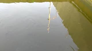 Download lagu Ketahuilah !! Inilah Trik Pembibitan  Ikan Mujair Dengan  Cepat mp3