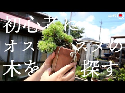 園芸 フィカス高麗人参、簡単な盆栽