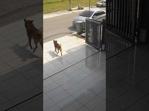 Un cazador de sueños de tres minutos 🐶 #vidaperruna #rutinamatinal #vlog #vlogperruno