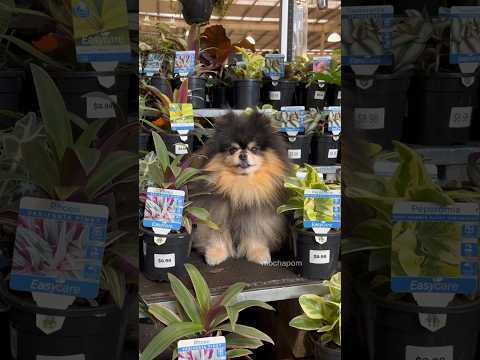 What it’s like having a dog Part IV 😆 #pomeranian #cutedog #dog