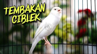 Download lagu Canary Sounds Filled with Ciblek! The Most Sought-After Sound Training for Young Canaries Learning mp3