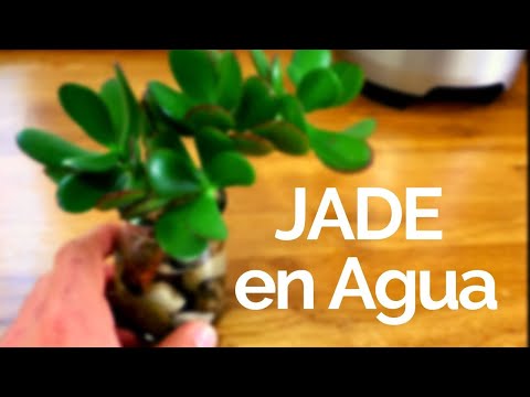 , title : 'PLANTA DE JADE en AGUA - Plantas De INTERIOR 🌱'