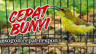 Download lagu Pancingan Sogon Betina Super Gacor  Ultimate Female Sunbird Invitation mp3