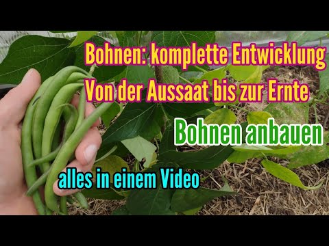 , title : 'Bohnen anbauen Von der Aussaat bis zur Ernte Pflege Buschbohnen anpflanzen komplette Entwicklung'