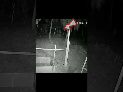 Mistério da meia noite é a história do lobisomem #shorts