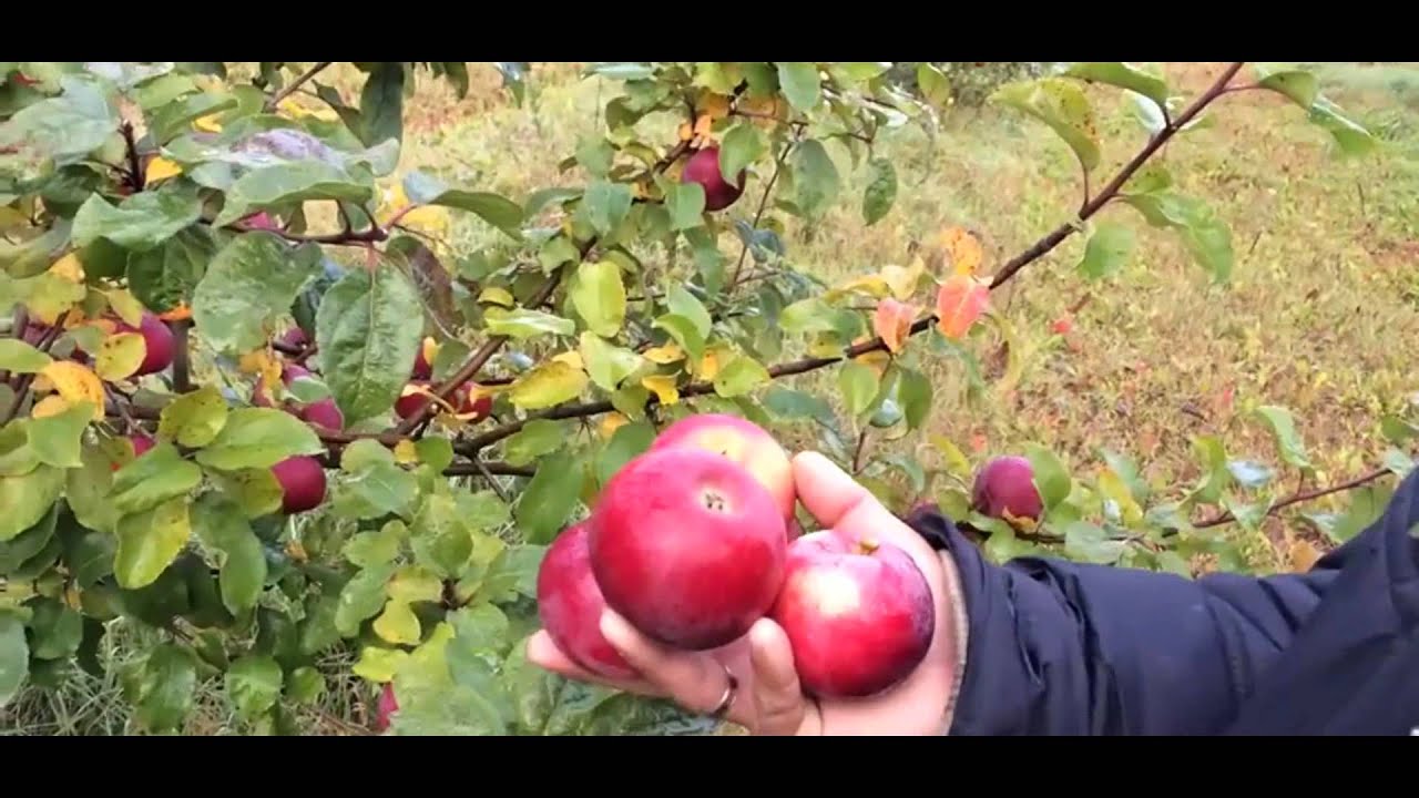 Яблоня зимняя Алеся