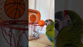 Basketball Playing Great Green Macaw