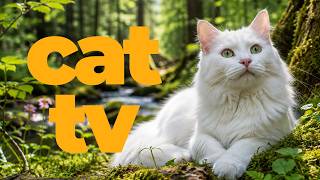 Cat TV for Cats to Watch 🐦🐠 10 Hours of Birds, Fish, Wildlife & Relaxing Music for Cats