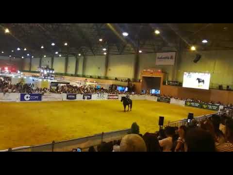 Quinto AP, Campeón de Alta Escuela en SICAB 2017