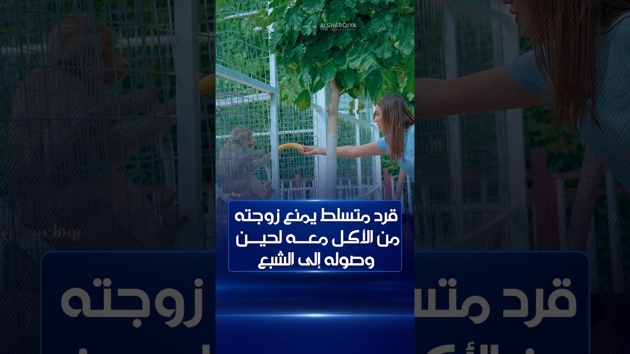 فيديو | قرد متسلط يمنع زوجته من الأكل معه لحين وصوله إلى الشبع#يومك_يومي