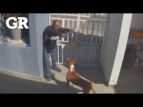 Dog prevents home burglary and scares off thief in Monterrey