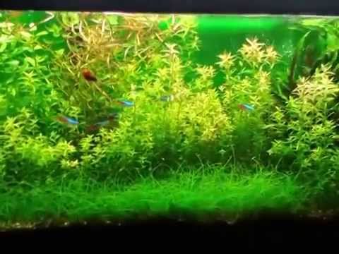 Akwarium 80 L - Aquarium Update