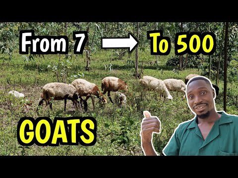 Starting a 500 goat farm with JUST 7 Goats