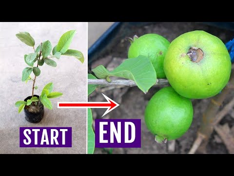 , title : 'EASIEST Way to Grow GUAVA Tree In Pots (1+ Year Updates)