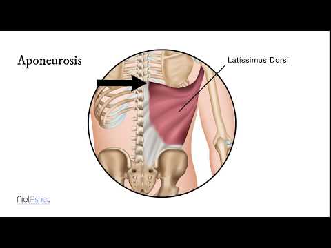 How To Find Trigger Points - Latissimus Dorsi