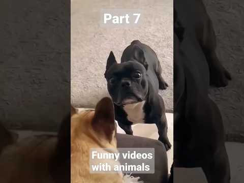 , title : 'FUNNY VIDEOS WITH ANIMALS | Funny CATS 2023 |Funny DOGS 2023 #funnyanimals #pets #thebest #dogshorts'