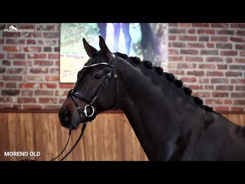 Moreno OLD *2017 by Morricone I x San Amour I (Sosath Stallion Show 2021)