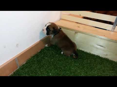 Grea vrh A 18 den štěně 6   pes   modrý obojek