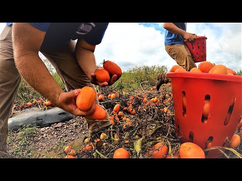 Not many people know this about tomatoes