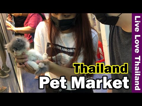 , title : 'Thailand Cheap Pet Market | Largest Animal Zone #livelovethailand'