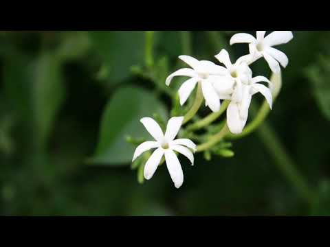 Anrabia Mix, Dédicaces & Ambiances