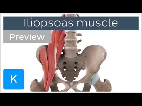 Functions of the iliopsoas muscle (preview) - 3D Human Anatomy | Kenhub